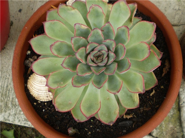 sukulent